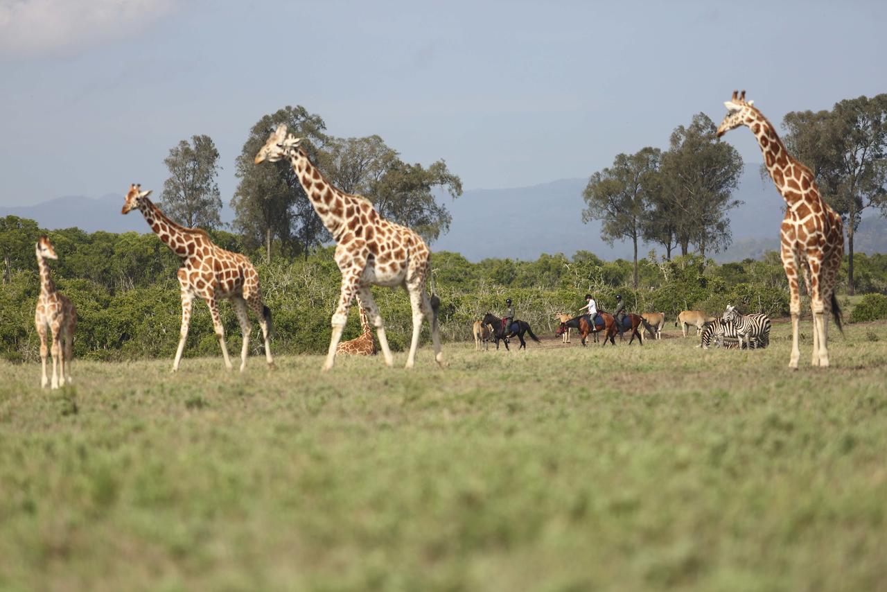 The Aberdare Country Club Hotel Mweiga Bagian luar foto