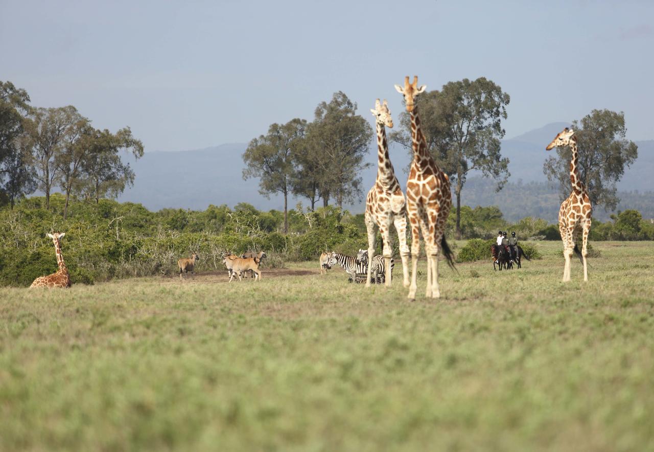 The Aberdare Country Club Hotel Mweiga Bagian luar foto