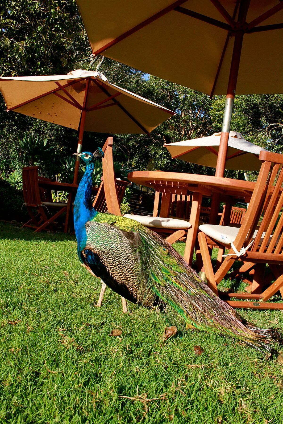 The Aberdare Country Club Hotel Mweiga Bagian luar foto
